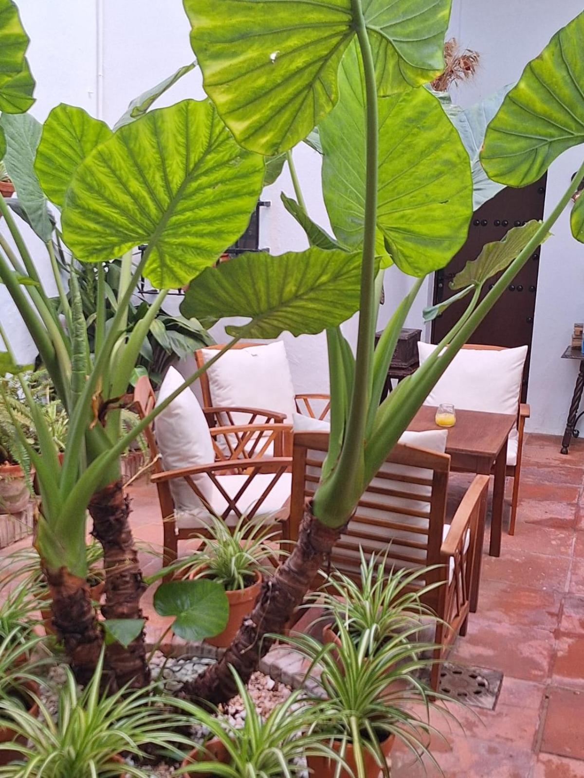 צ'יפיונה Hostal Gran Capitan מראה חיצוני תמונה